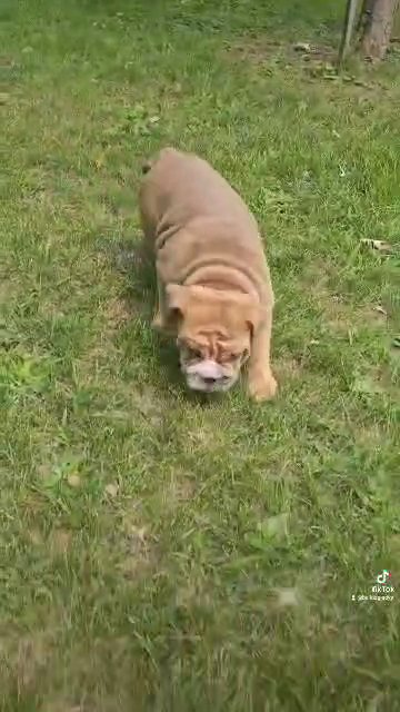 English Bulldog (Vanny) in Dixon, Illinois