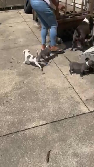Pitbull Pups in Warren, Ohio
