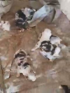 Aussies in Kansas City, Missouri