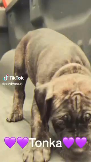 Brindle Cane Corso Female in St. Joseph, Missouri