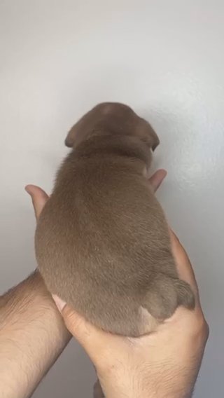 Chocolate Tri Male English Bulldog Puppy in Los Angeles, California