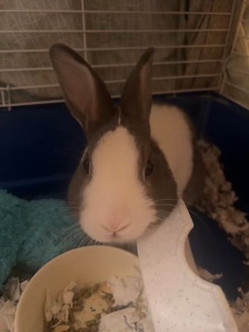 Thumper in Riverside, California