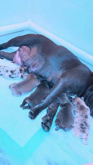 French Bulldog Potato’s in Queen Creek, Arizona