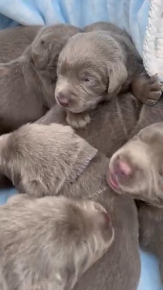 AKC Silver Labs in Chattanooga, Tennessee