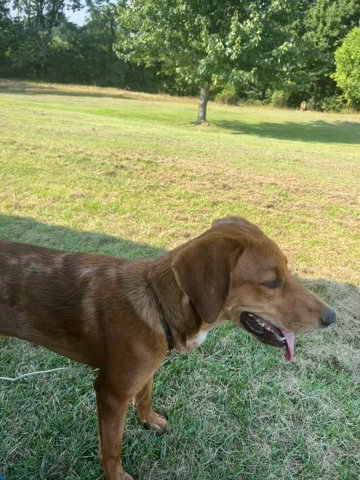 Male Puppy in Florence, Kentucky