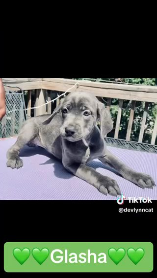 Blue Cane Corso Female in St. Joseph, Missouri