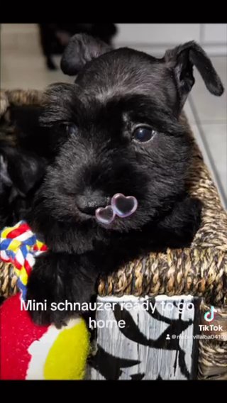 Mini Schnauzer in Homestead, Florida