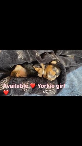 Micro Yorkshire Terrier Female in Cookeville, Tennessee