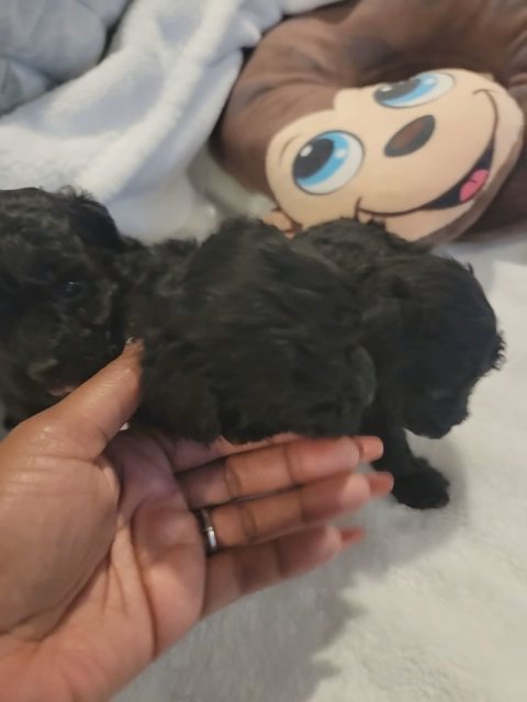 toy poodle in North Augusta, South Carolina