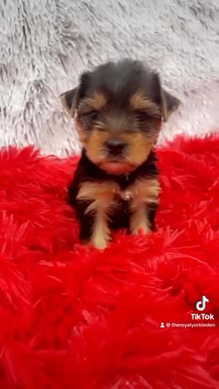 ?Prince Luigi? MALE YORKIE in Lexington-Fayette, Kentucky