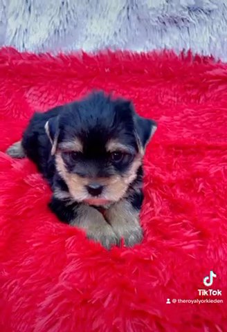 ?Prince Mario? Yorkie Male in Lexington-Fayette, Kentucky