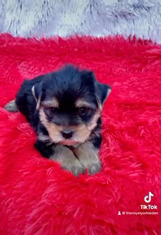 👑Prince Mario👑 Yorkie Male in Lexington-Fayette, Kentucky