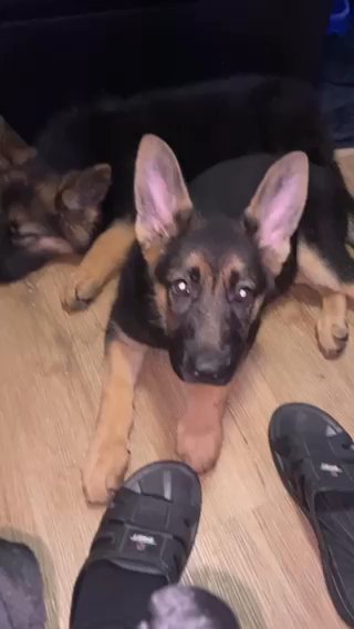 GERMAN SHEPHERDS in Los Angeles, California