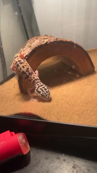 Leopard Gecko in Fort Worth, Texas