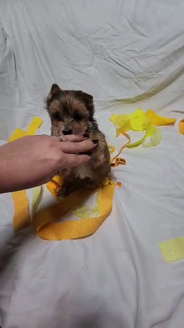 Sable male Yorkie in Newton, North Carolina