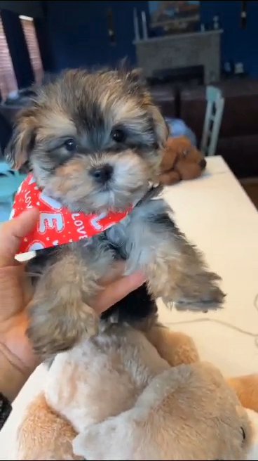 Yorkie puppies available in Washington, District of Columbia