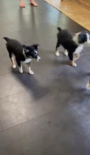 Mini Australian Shepherd in Lexington, South Carolina