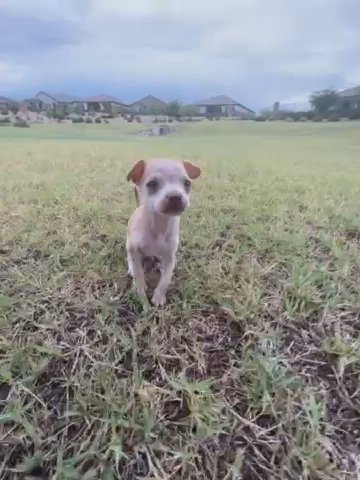Teacup Chihuahua Puppy in Phoenix, Arizona