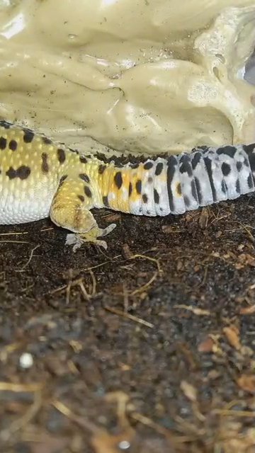 Leopard gecko in it's cave in Shelby, Michigan