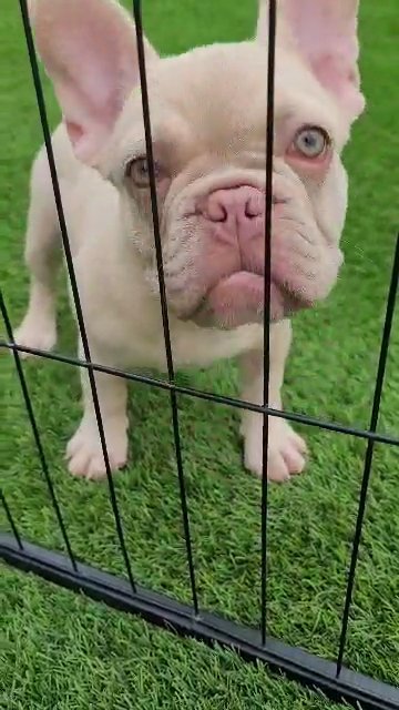Isabella Frenchie Girl in Las Vegas, Nevada