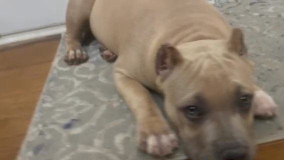 American Bulldog For Sale At 3,500 in Nashville, Tennessee