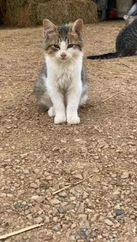 Male Kitten Looking For A Home in Lakeville, Minnesota