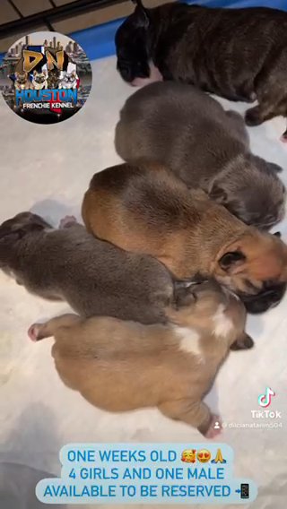 French Bulldog Puppy’s in Houston, Texas