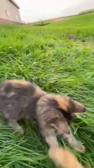 Kitten Looking For A Home in Lakeville, Minnesota