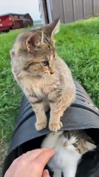 Kitten Looking For A Home in Lakeville, Minnesota