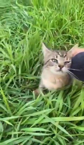 Kitten Looking For A Home in Lakeville, Minnesota