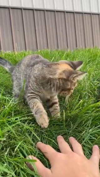 Kitten Looking For A Home in Lakeville, Minnesota