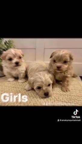 Maltipoo Puppies in Knoxville, Tennessee