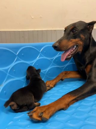 AKC European Doberman Puppies in Hickory, North Carolina