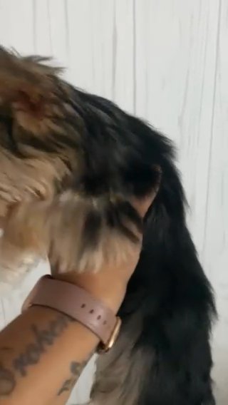 Yorkie Female Puppy in Newton, North Carolina