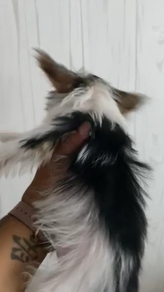 Male Parti Yorkie in Newton, North Carolina