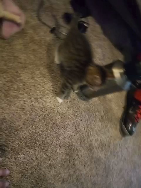 kitty's in Longmont, Colorado