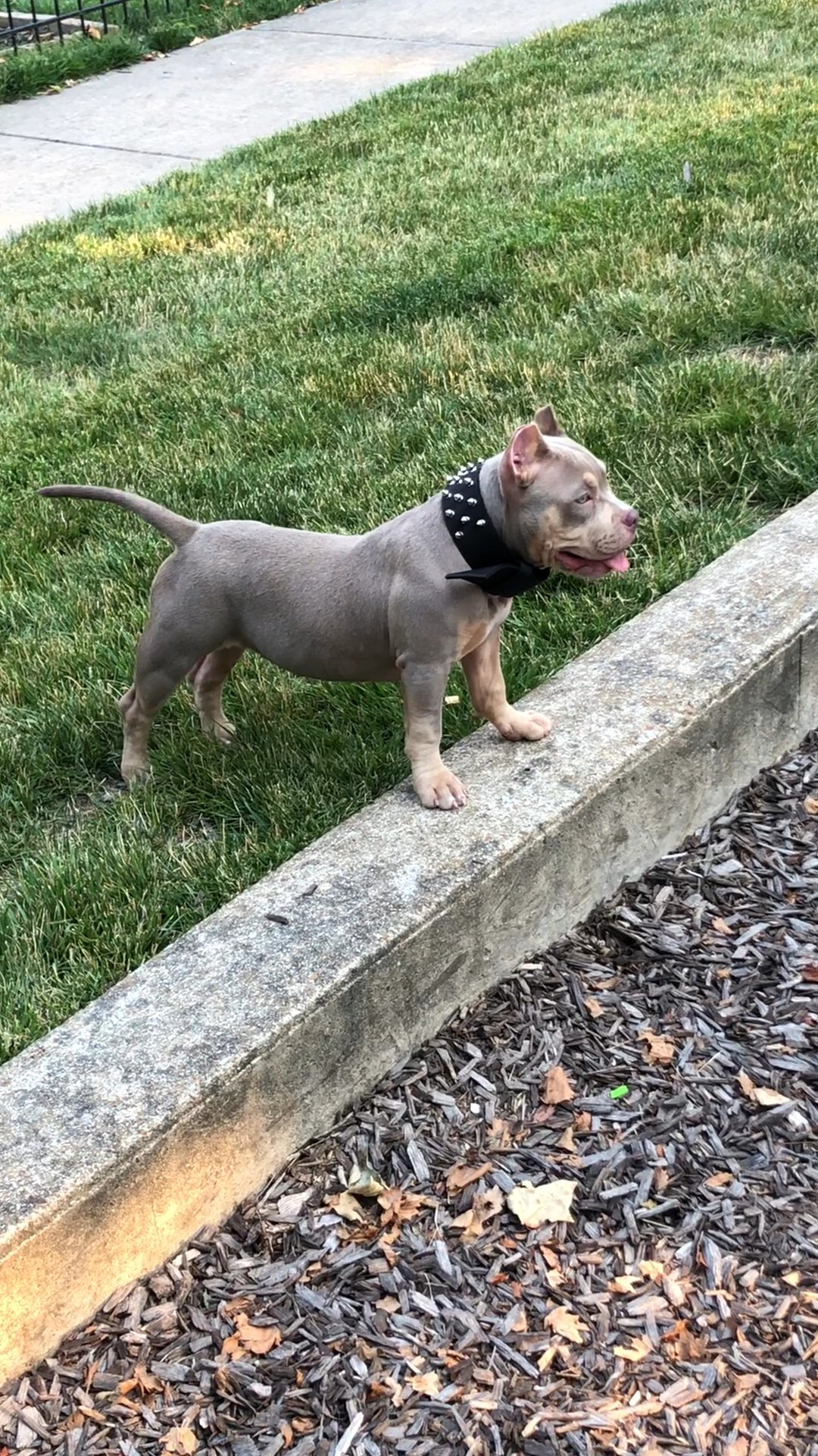 Selling my 7 month old puppy in Arizona City, Arizona