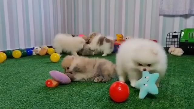 pomeranian puppies available in Washington, District of Columbia