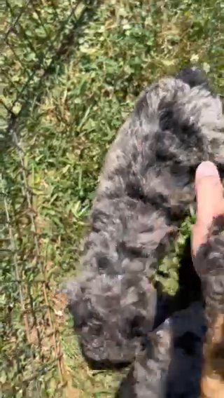 Moyen Poodles in Newton, North Carolina