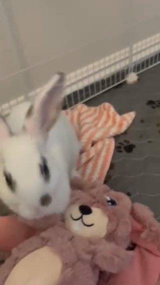 Rabbit in Mesquite, Nevada