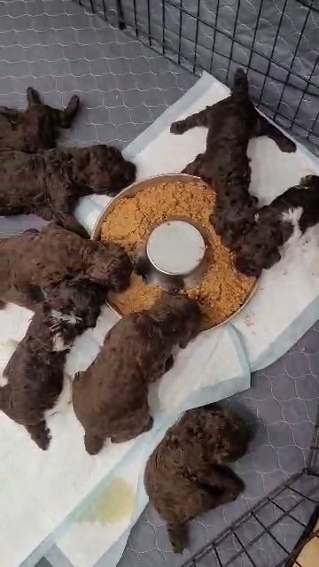 poodles in Florence, South Carolina