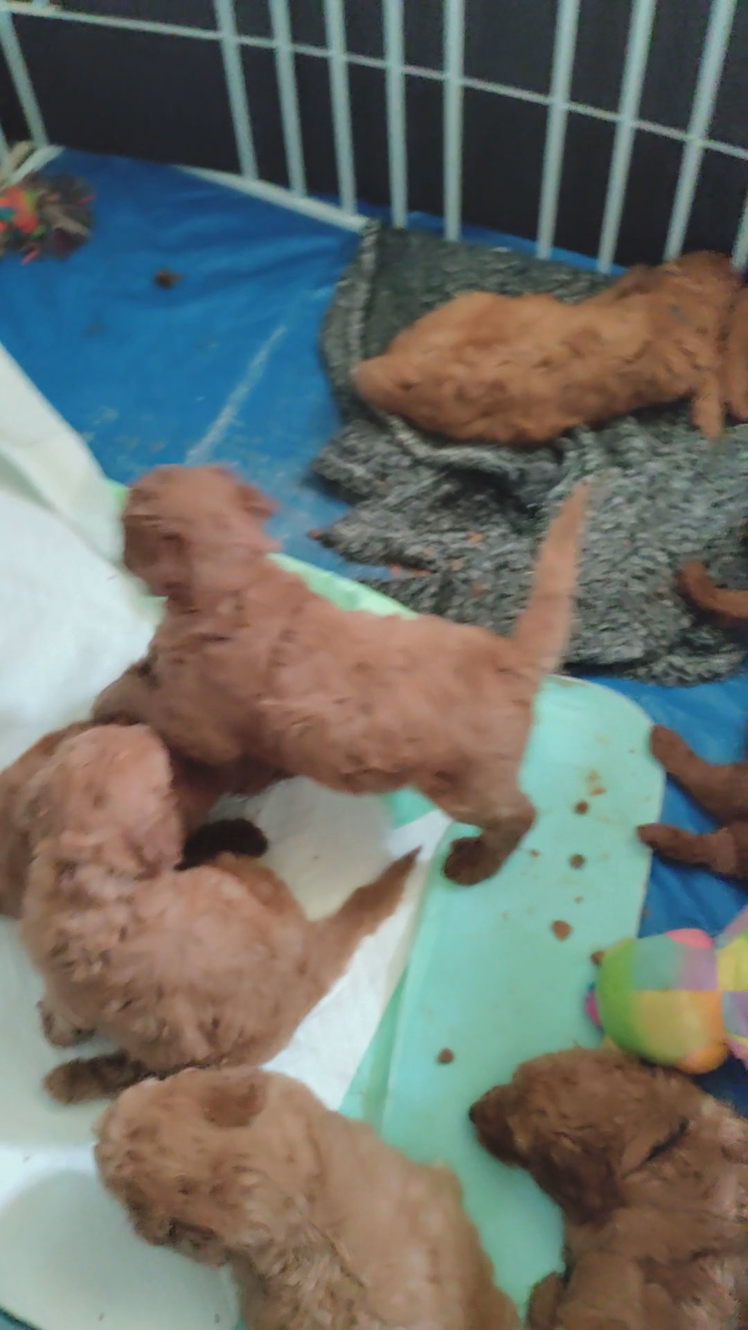 Goldendoodles in Arizona City, Arizona