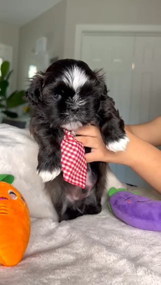 Imperial shihtzu in Indianapolis, Indiana