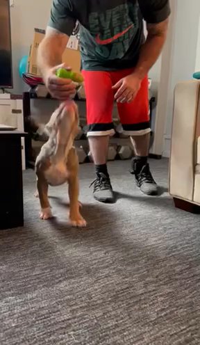 Lilac Tri Female in Indianapolis, Indiana