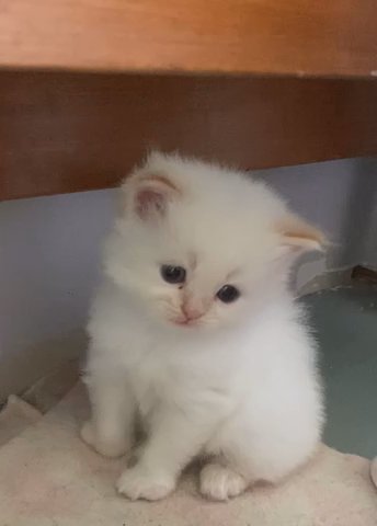 Siberian Kitten in Nashville, Tennessee