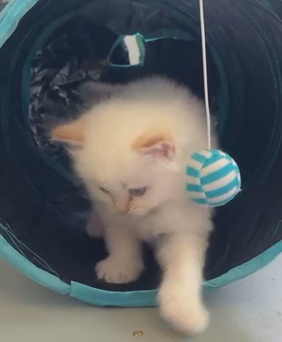 Siberian Kittens in Nashville, Tennessee