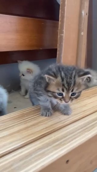 Siberian Kittens in Nashville, Tennessee