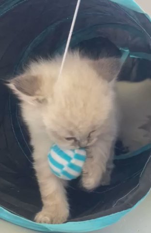 Siberian Kitten in Nashville, Tennessee