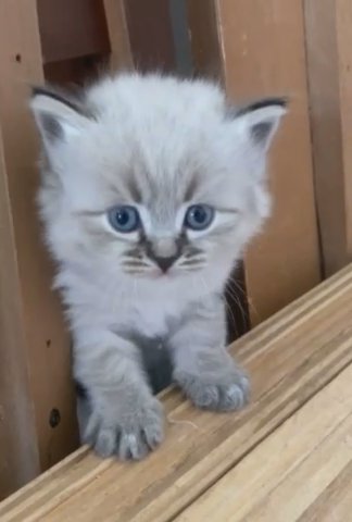 Siberian Kitten in Nashville, Tennessee