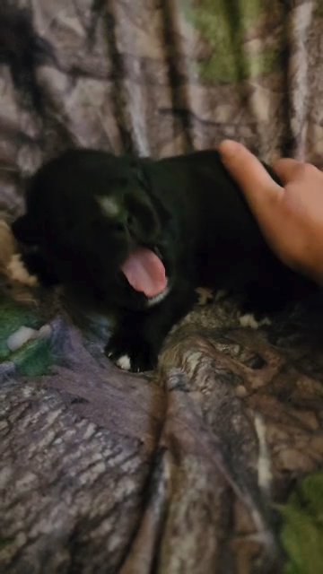 Eclipse is 2 weeks old today! in Grand Rapids, Michigan